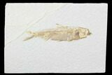 Detailed Fossil Fish (Knightia) - Wyoming #99222-1